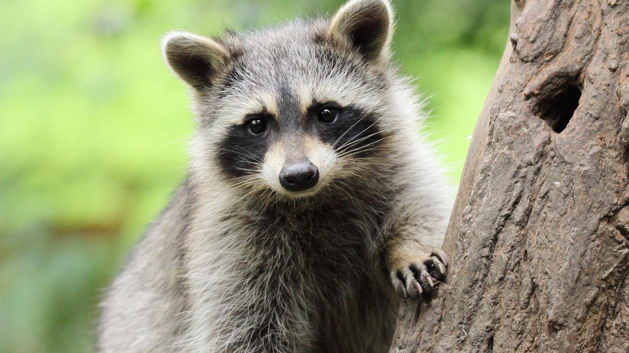 Viral Zombie Outbreaks Leaves Dozens of Raccoons Died in New York