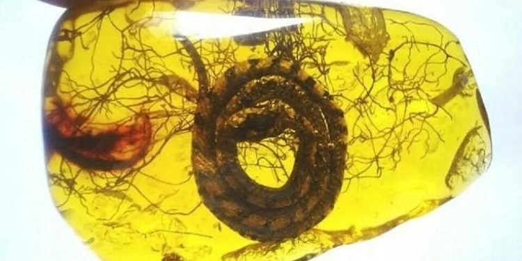 World’s first baby 99 years old snake fossil discovered preserved in Amber