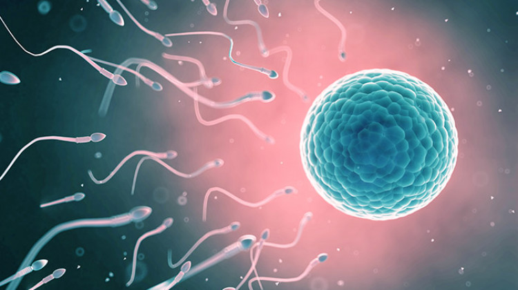 Human Life in Crisis, Continuous Drop in The Quality of The Sperm