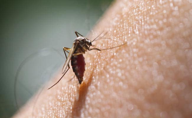 Malaria, dengue will get cleared of permanently, new medicines