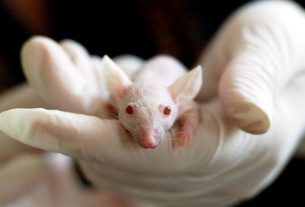 Japanese researcher to create human-animal hybrids