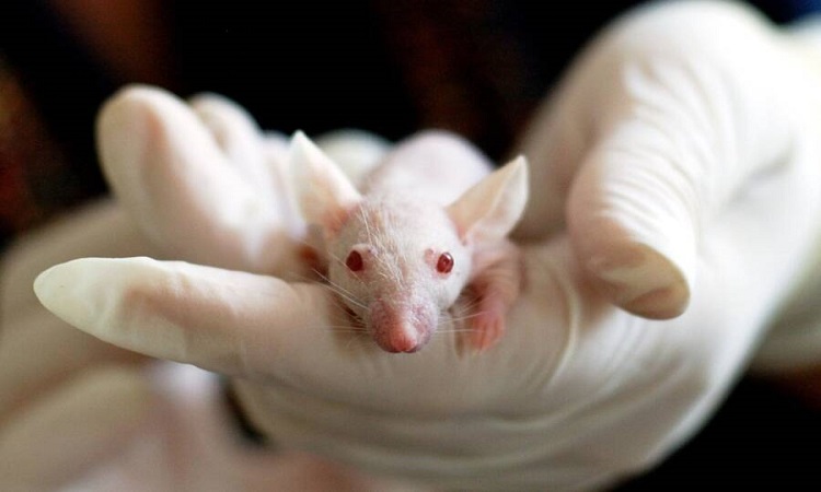 Japanese researcher to create human-animal hybrids