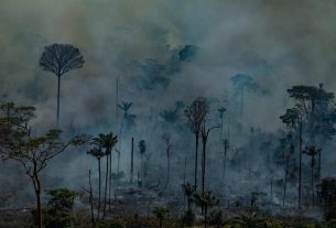 Amazon: Here are the real pictures of the current fires captured by Greenpeace!