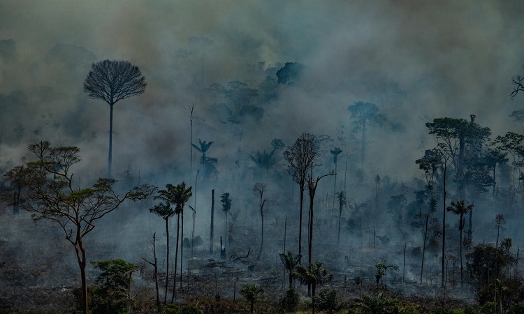 Amazon: Here are the real pictures of the current fires captured by Greenpeace!