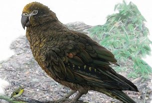 Discovery of a former giant parrot in New Zealand