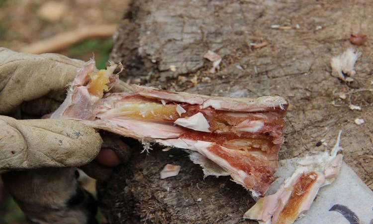 Early humans ate canned bone marrow 400,000 years ago