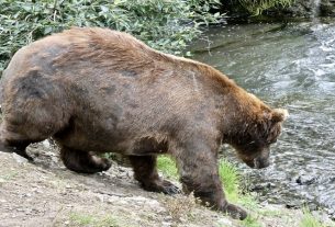 What will be the biggest bear in Katmai National Park this year