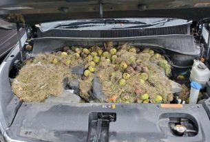 Winter Reserves: A squirrel has hidden nearly 200 nuts under the hood of his car!