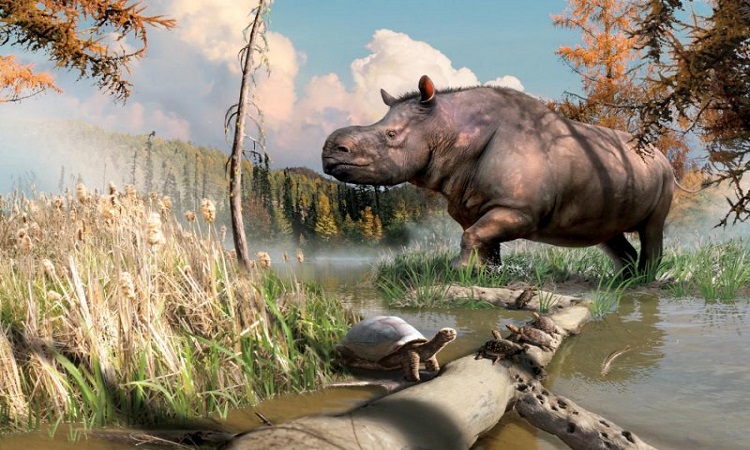 Ancient rhinos roamed Canada millions of years ago