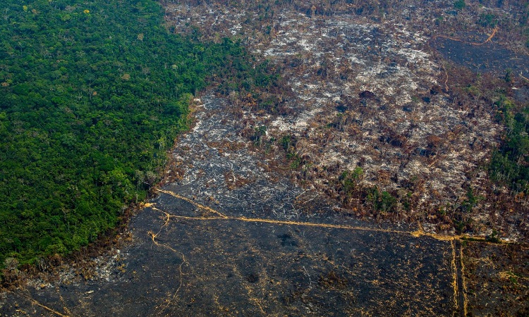 Deforestation in the Amazon more than doubled in one year