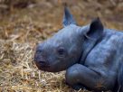 Rare black rhino is born on New Year's Eve