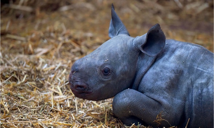 Rare black rhino is born on New Year's Eve
