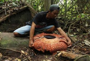 The largest flower in the world spotted in Indonesia