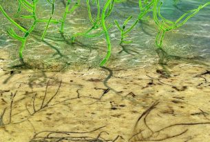 Scientists discovery of million-year-old algae