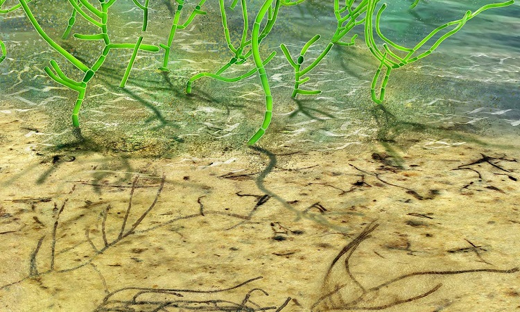 Scientists discovery of million-year-old algae