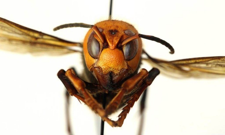 The United States threatened by an invasion of giant Asian hornets