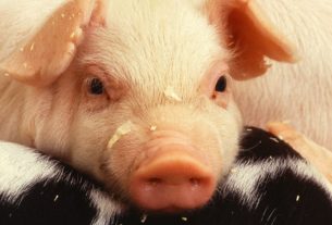 Genetically Modified Pig FDA Approved for food and medical use