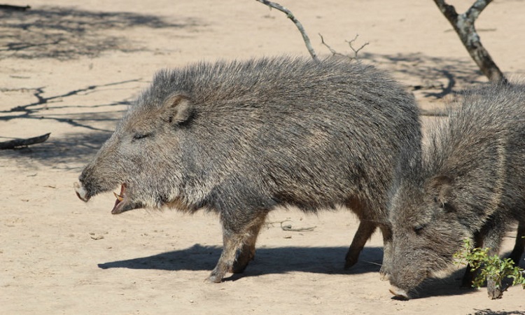 Wild boar photographed saving their fellows from a trap