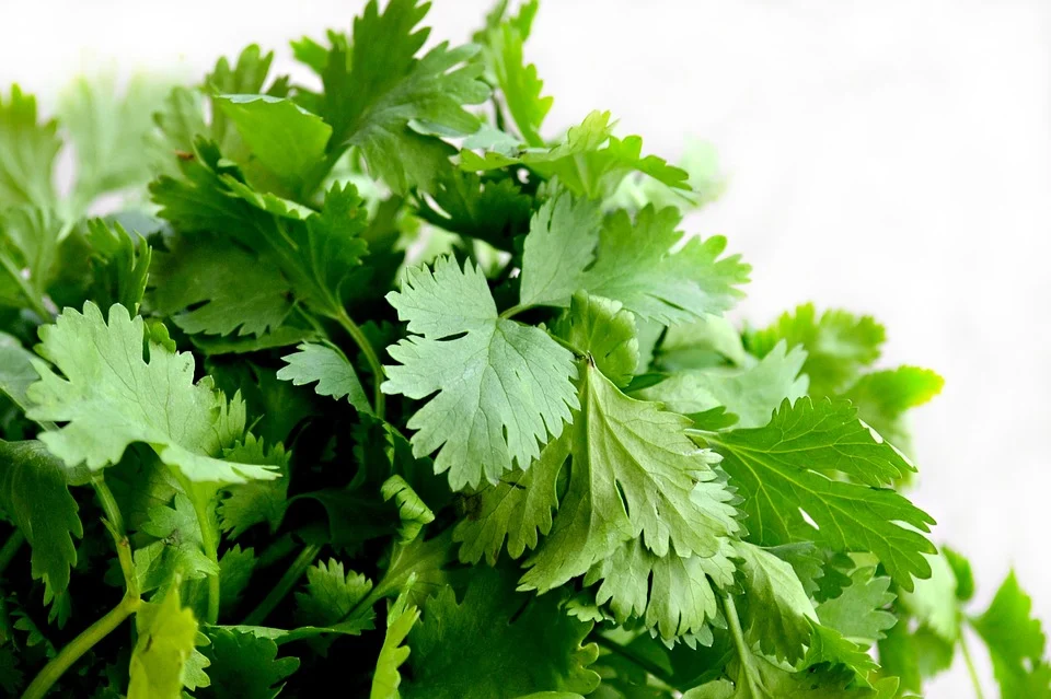 Know the 8 benefits of coriander