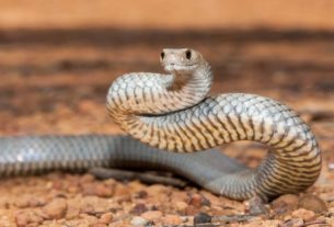 A study looked at the genome of two of Australia's most venomous snakes
