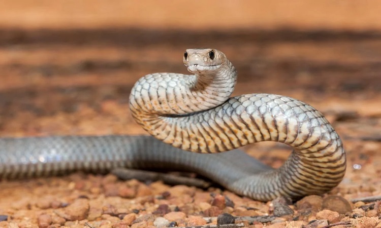 A study looked at the genome of two of Australia's most venomous snakes