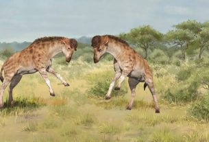 Short-necked relative of giraffes discovered in China