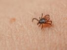 Lyme disease has already affected 14% of the world's population