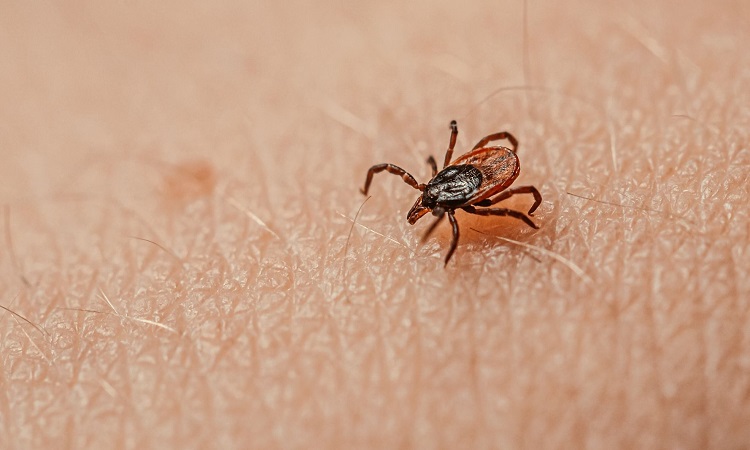 Lyme disease has already affected 14% of the world's population