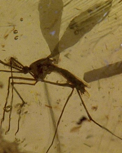 130-Million-Year-Old Mosquito Fossil Rewrite the Bloodsucking History