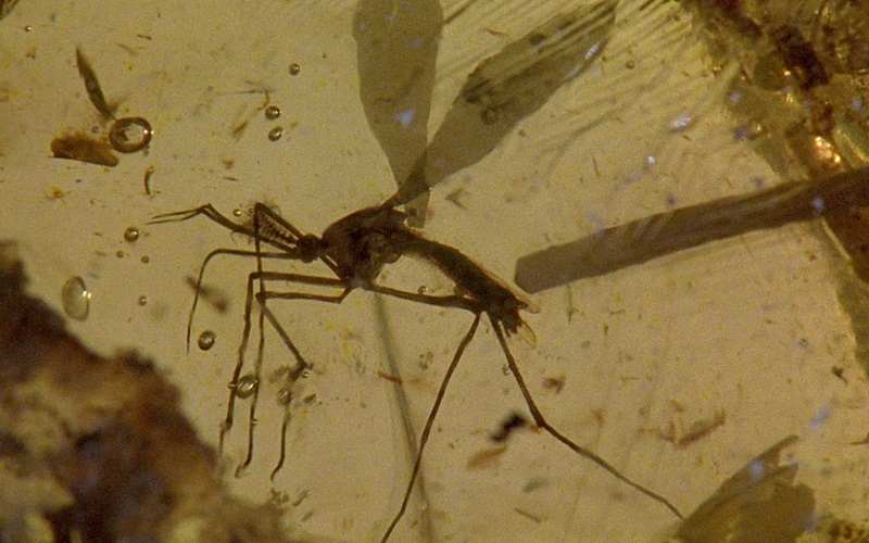 130-Million-Year-Old Mosquito Fossil Rewrite the Bloodsucking History